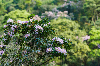 深圳小梧桐杜鹃谷的毛棉杜鹃花