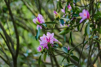 深圳小梧桐杜鹃谷的毛棉杜鹃花