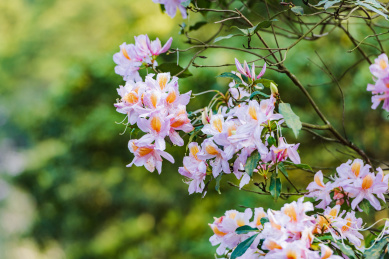 深圳小梧桐杜鹃谷的毛棉杜鹃花