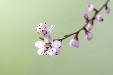 春天桃花特写