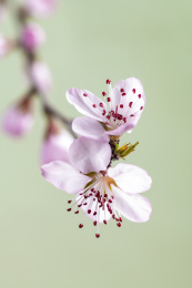 春天桃花特写