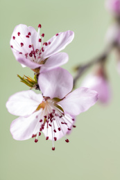 春天桃花特写