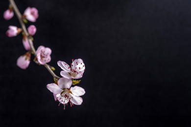 春天桃花特写