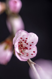 春天桃花特写