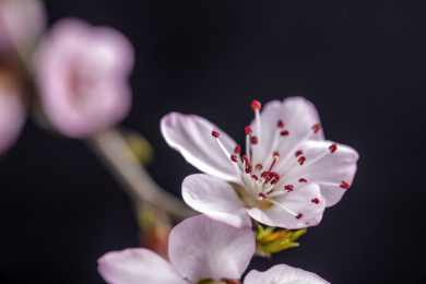 春天桃花特写