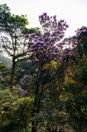 深圳罗湖小梧桐杜鹃谷的毛棉杜鹃花