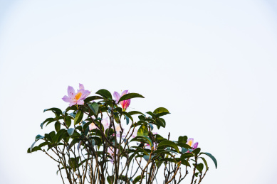 深圳罗湖小梧桐杜鹃谷的毛棉杜鹃花