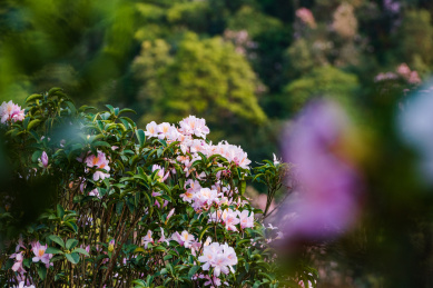 深圳罗湖小梧桐杜鹃谷的毛棉杜鹃花