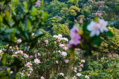 深圳罗湖小梧桐杜鹃谷的毛棉杜鹃花