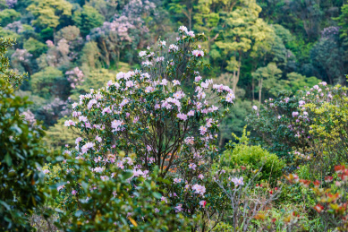 深圳罗湖小梧桐杜鹃谷的毛棉杜鹃花