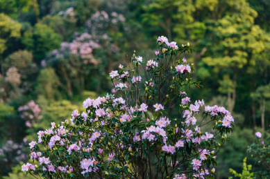 深圳罗湖小梧桐杜鹃谷的毛棉杜鹃花
