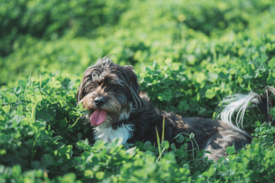 一条黑白色毛发的宠物狗在草地上玩耍