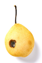 腐烂雪梨 霉变 变质