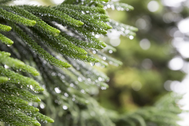 挂着雨水滴的松树针叶局部特写