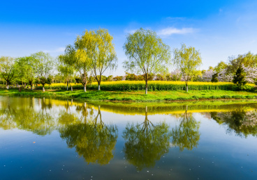 中国上海顾村公园春天绿树油菜花清澈倒影