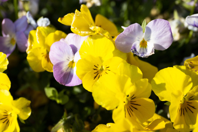 黄色的角堇花海近景特写
