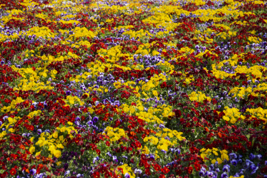 多彩的角堇花海中景