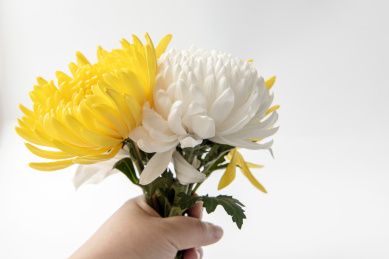 白色背景上一只手拿着一束菊花