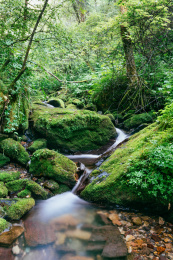 中国湖北省神农架林区的金猴岭