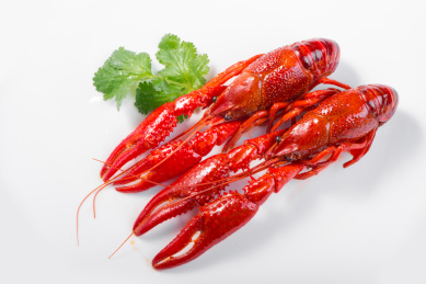 中国菜系之油焖麻辣小龙虾