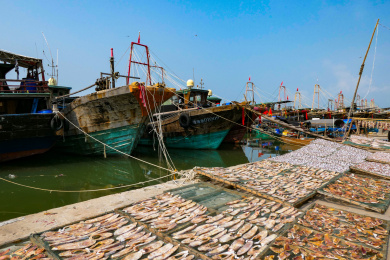 fishing boats in the harbour