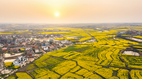 河南省信阳市光山县仙居乡油菜花海