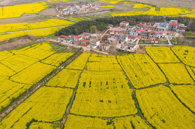 河南省信阳市光山县仙居乡油菜花海