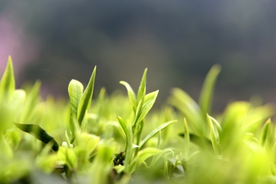 春天的茶叶