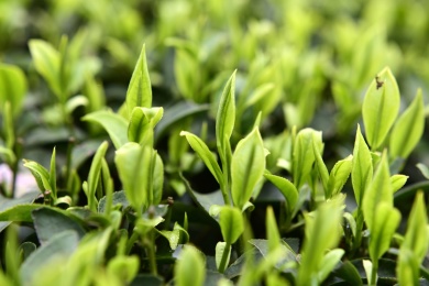 春天的茶叶