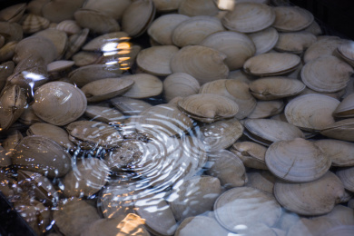 玻璃水箱中的白蛤 海鲜