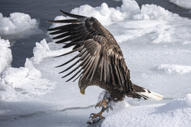日本北海道流冰虎头鹰雕