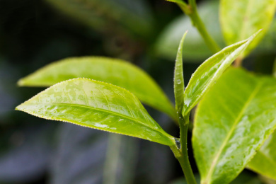 茶叶特写