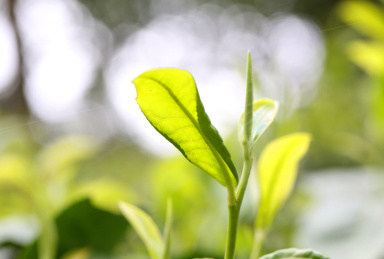 茶叶特写