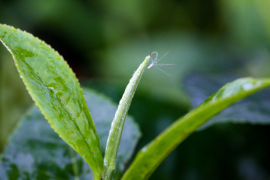 茶叶特写