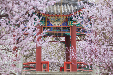 初春桃花盛开的北京颐和园西堤镜桥