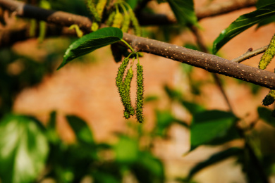 新鲜蔬果长果桑葚