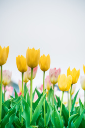 盛开的黄色和粉红色的郁金香花