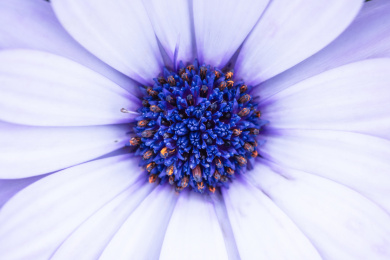 一朵盛开的蓝目菊花