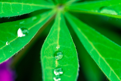 绿色叶子上的水珠微距特写