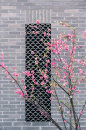 春天中式建筑砖墙外盛开的粉色桃花