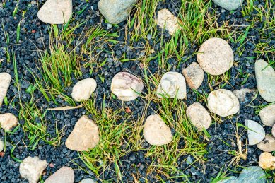 春天从石缝里长出的野草