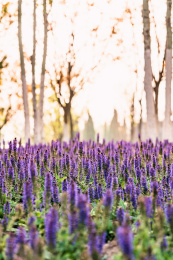 春天北京公园里生长茂盛的紫色鼠尾草