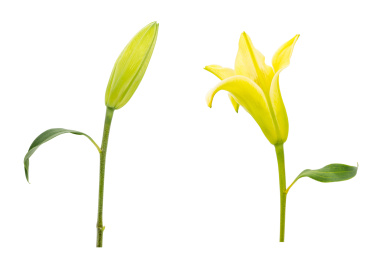 黄色半开百合花和花苞