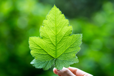 大自然的绿色叶子 叶子