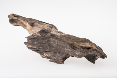 白底背景上水族箱造景用乌木沉木