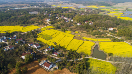 航拍乡村油菜花田
