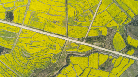 航拍乡村油菜花田