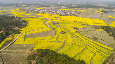 航拍乡村油菜花田