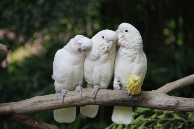 三只鹦鹉