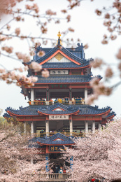 江苏无锡太湖鼋头渚风景区樱花盛开